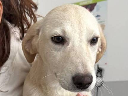 Adozione cane, femmina, Labrador Retriever Razza sconosciuta, 4 mesi, taglia media, Palermo