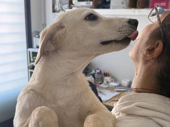 Adotta un cane, femmina, 4 mesi, Palermo