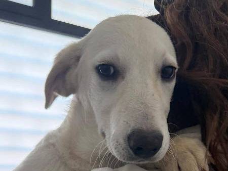 Adotta un cane, taglia media, femmina, Palermo