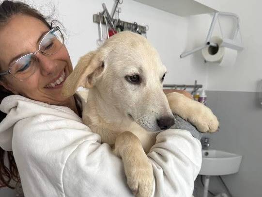 Vuoi adottare un cane a Palermo?