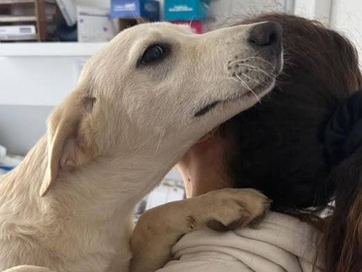 Adotta il cane MIMI a Palermo