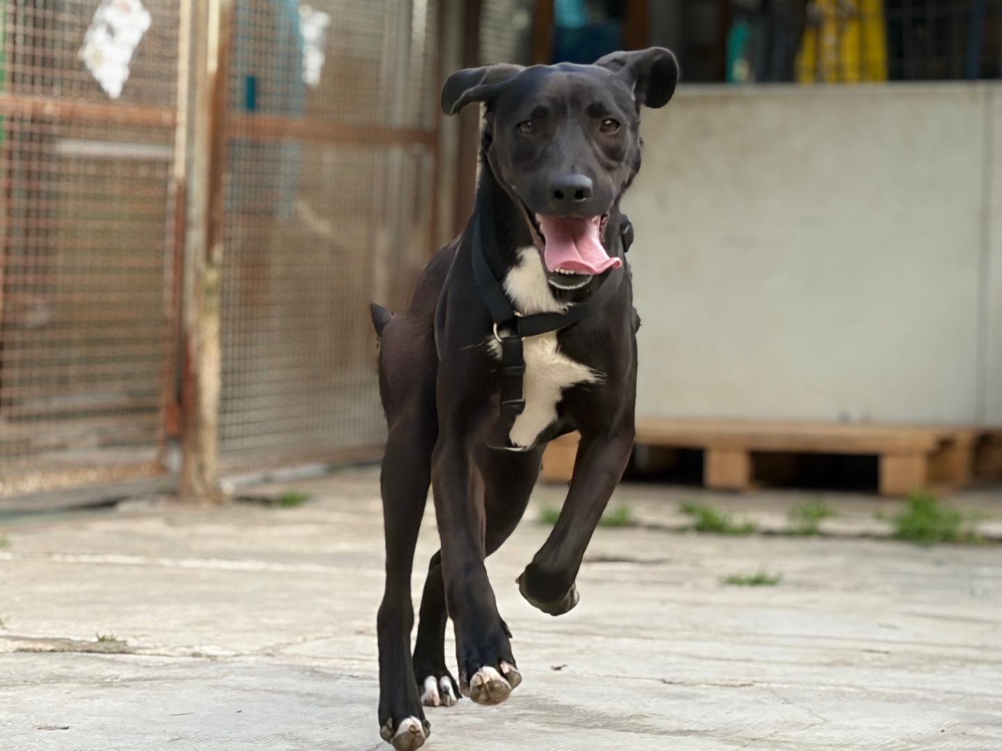 Adozione cane, maschio, Razza sconosciuta Razza sconosciuta, 1 anno e 7 mesi, taglia media, Milano