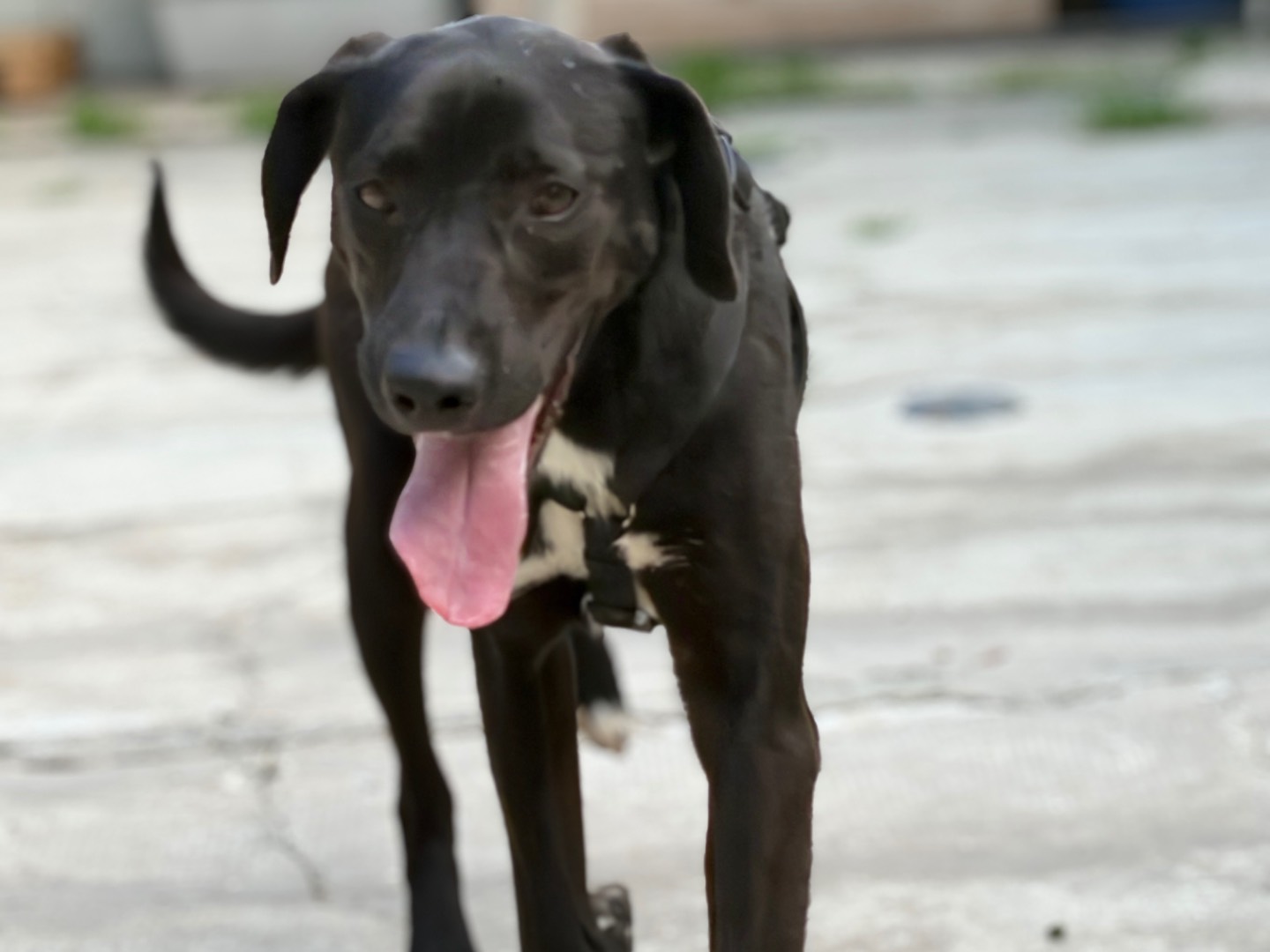 Adotta un cane, maschio, 1 anno e 7 mesi, Milano