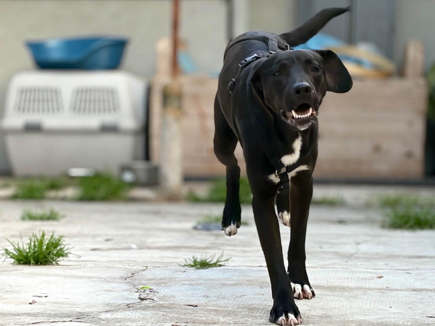 Adotta un cane, taglia media, maschio, Milano