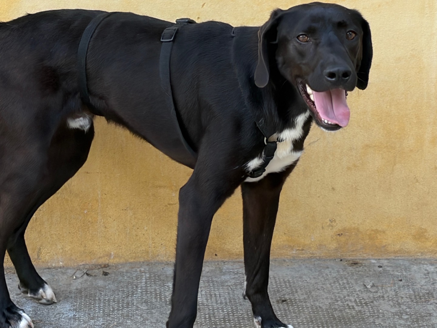 Vuoi adottare un cane a Milano?