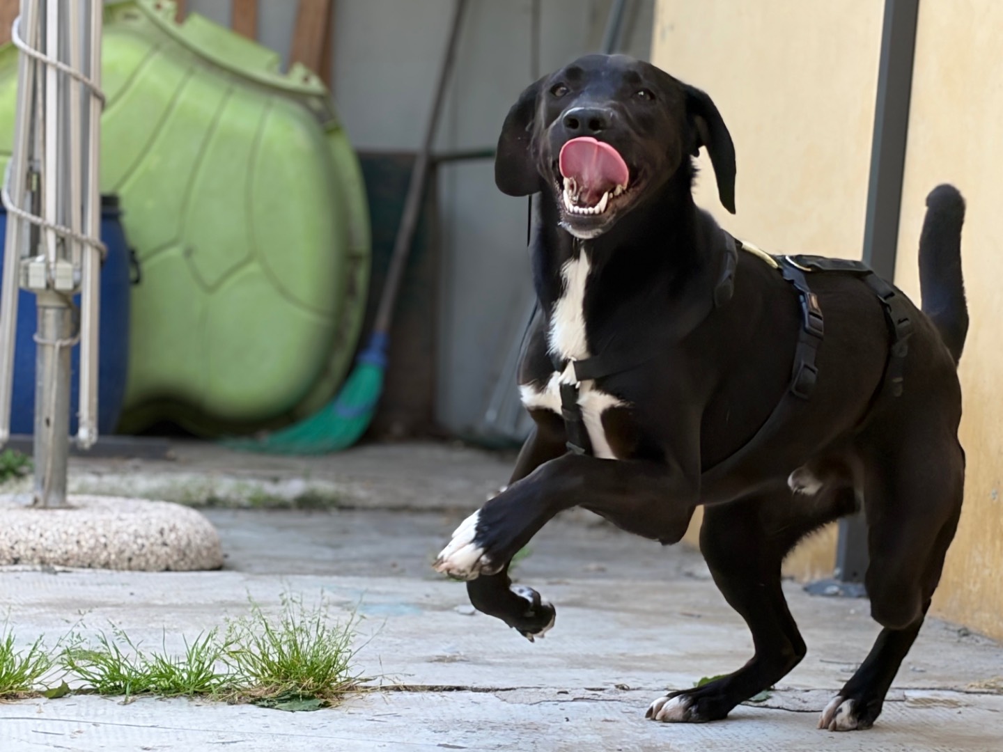 Adotta il cane Renzo a Milano