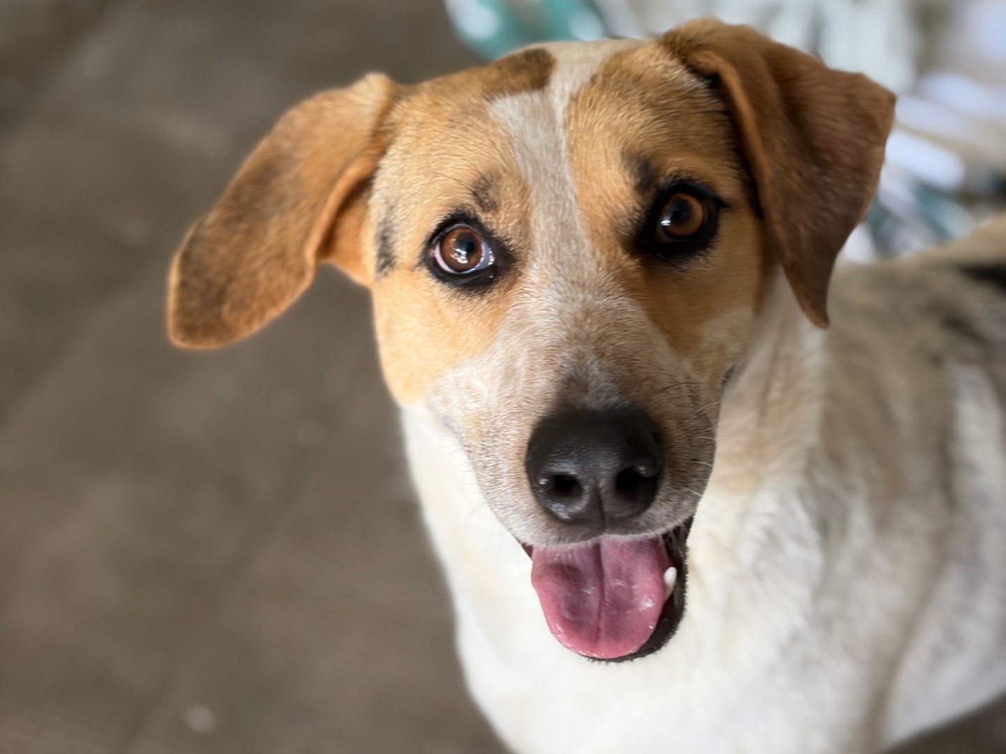 Adozione cane, femmina, Razza sconosciuta Razza sconosciuta, 1 anno e 10 mesi, taglia media, Milano