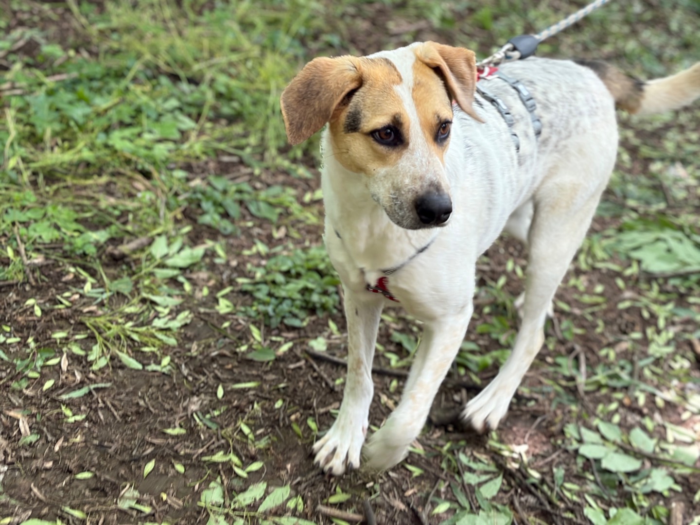 Adotta un cane, femmina, 1 anno e 10 mesi, Milano