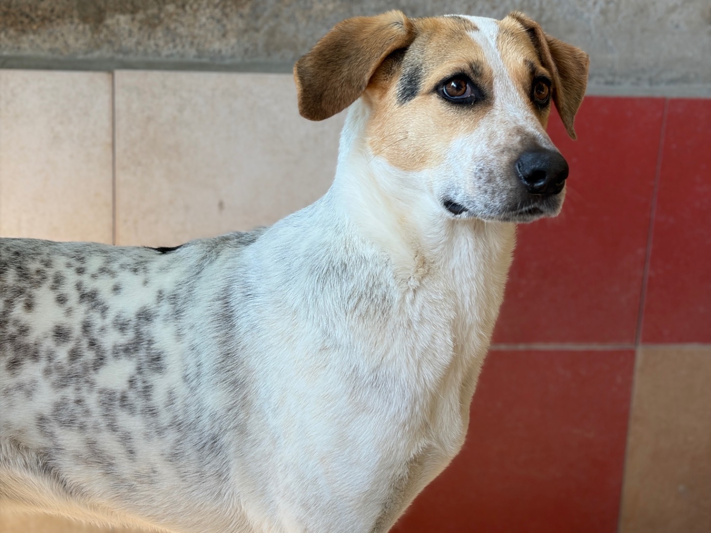 Adotta un cane, taglia media, femmina, Milano