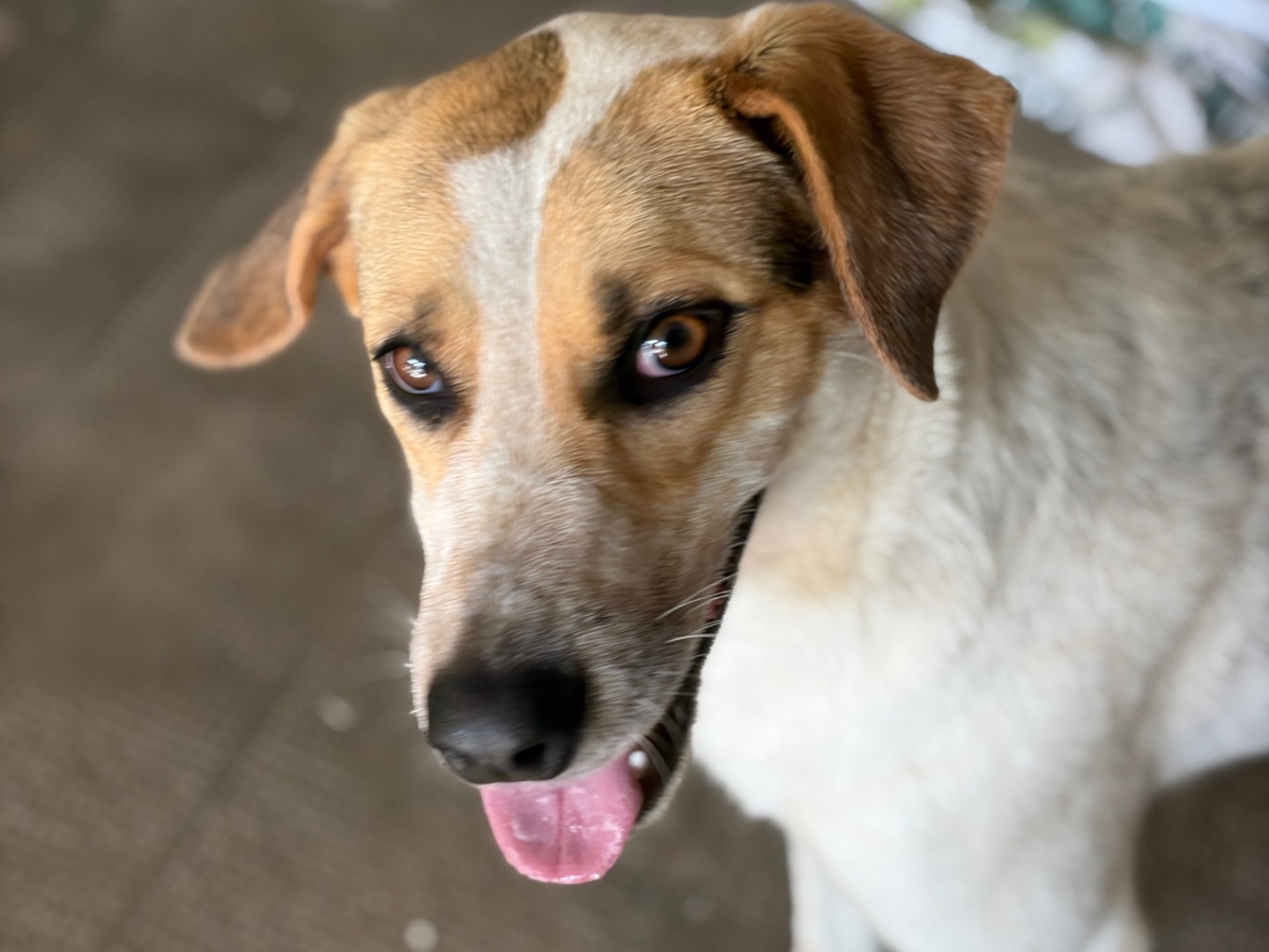 Vuoi adottare un cane a Milano?