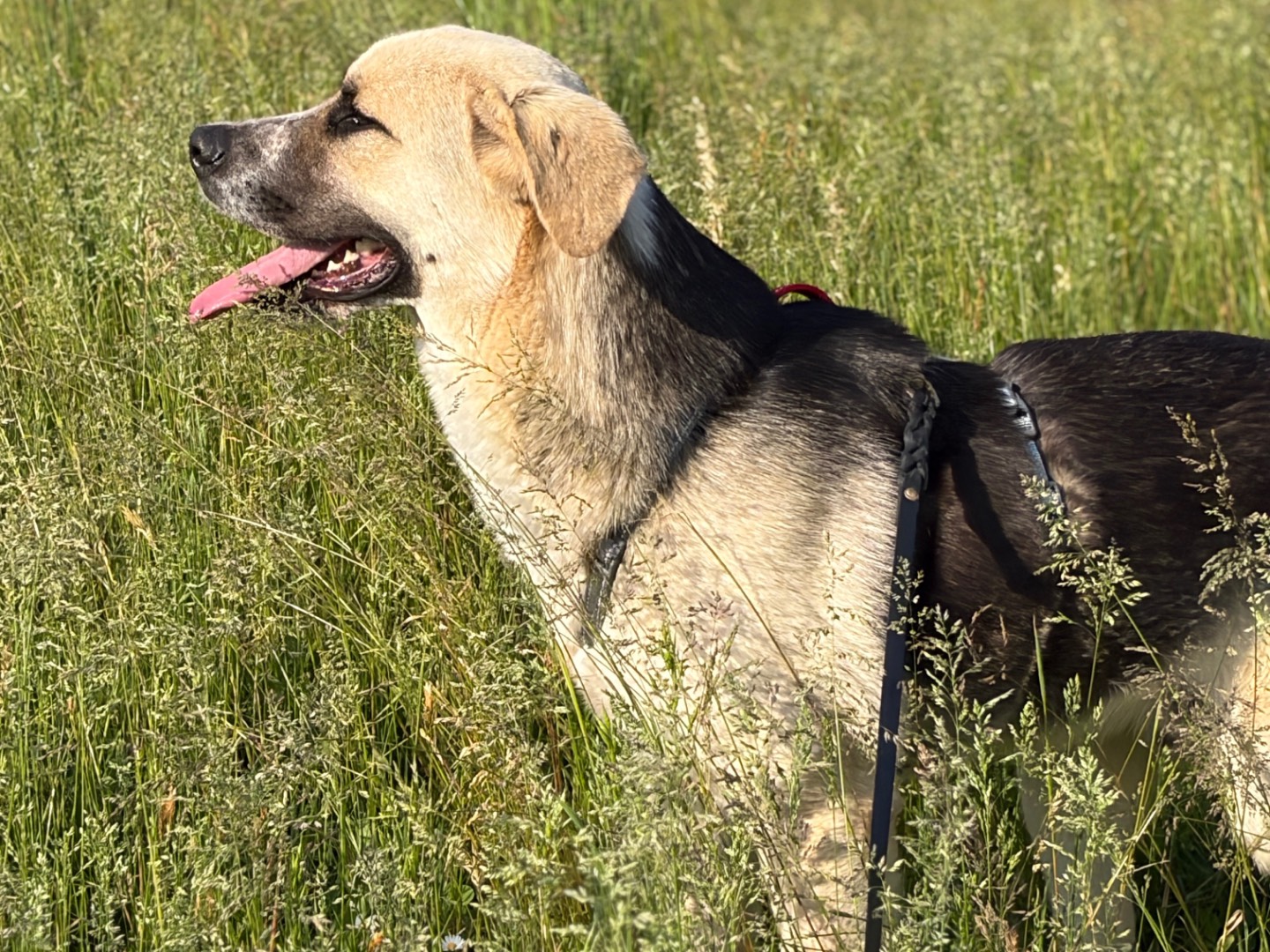 Adotta un cane, maschio, 1 anno e 1 mese, Milano