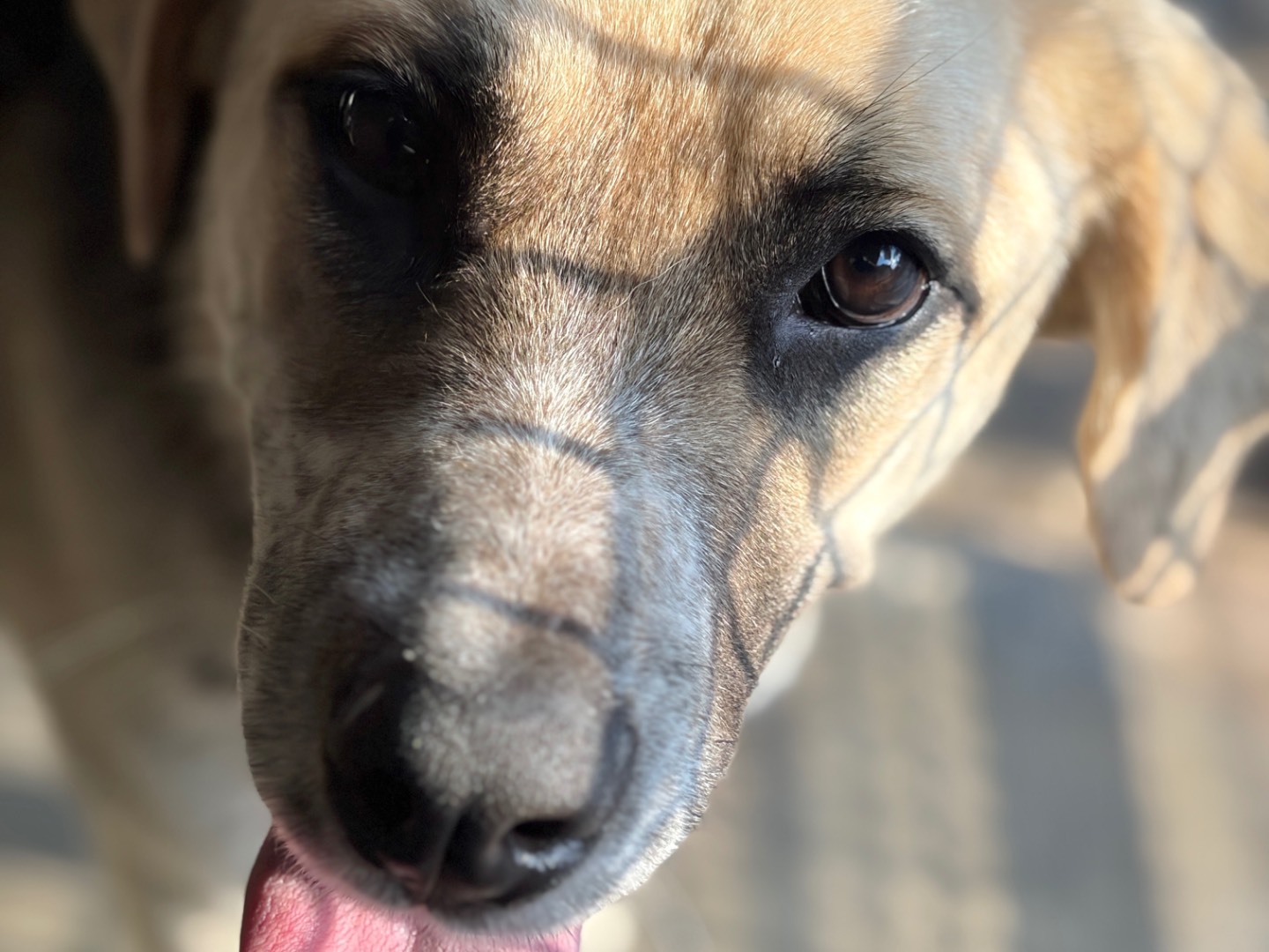 Adotta un cane, taglia media, maschio, Milano