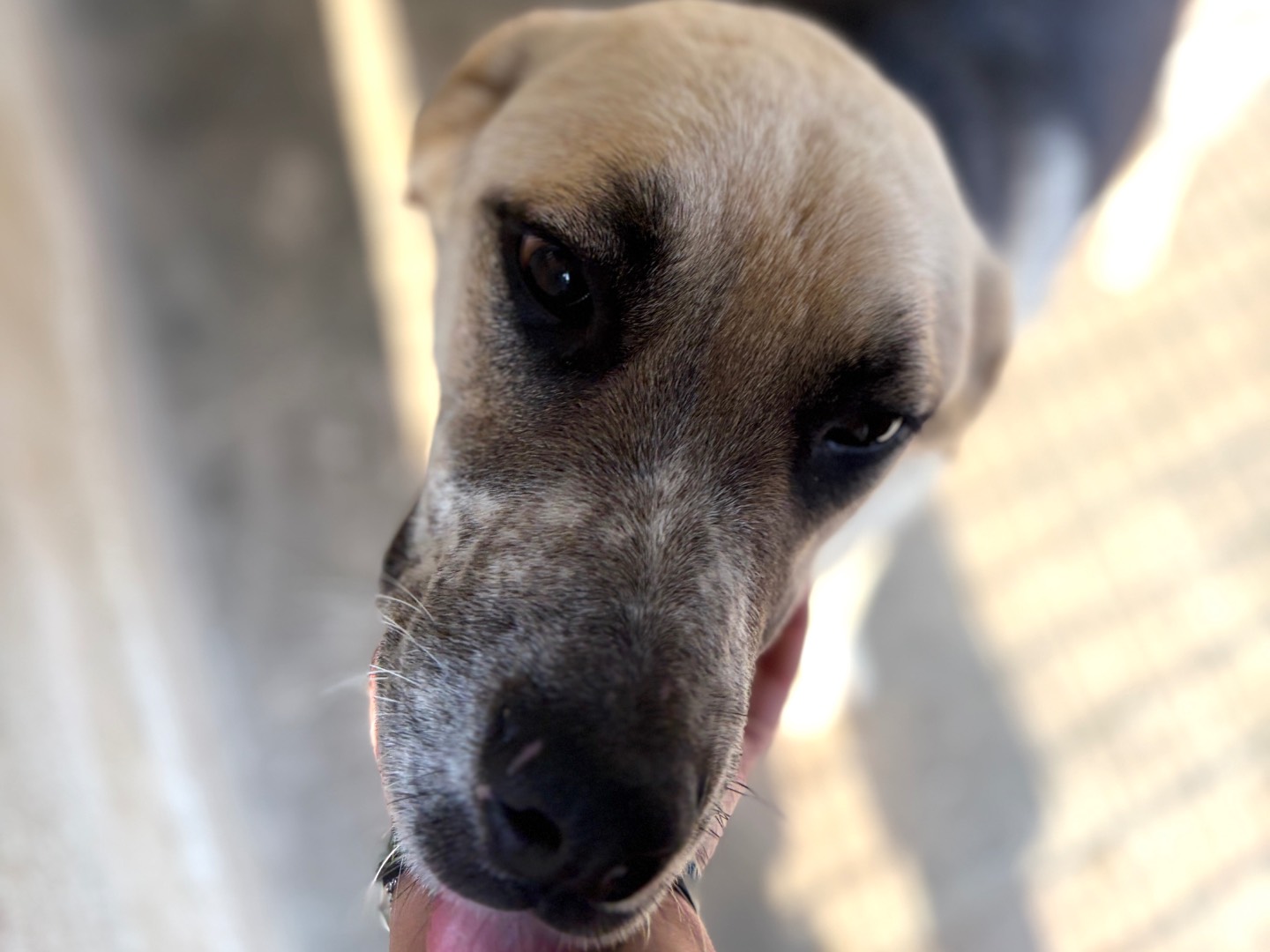 Vuoi adottare un cane a Milano?