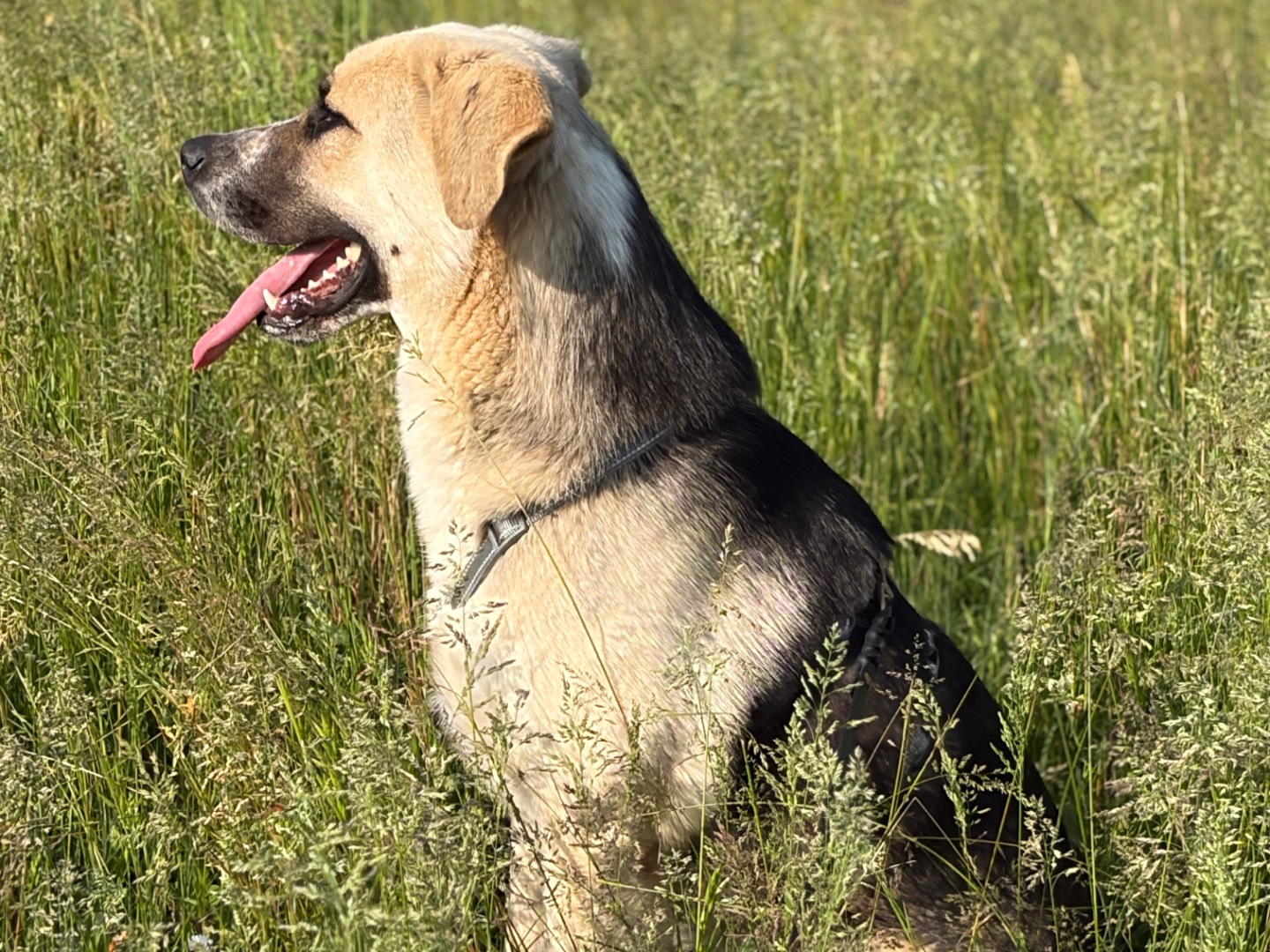 Adotta il cane Syd a Milano