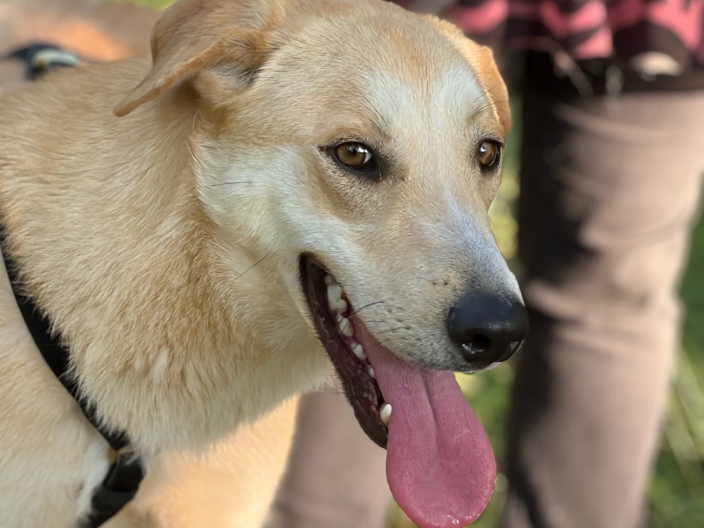 Adozione cane, maschio, Razza sconosciuta Razza sconosciuta, 1 anno e 7 mesi, taglia media, Milano