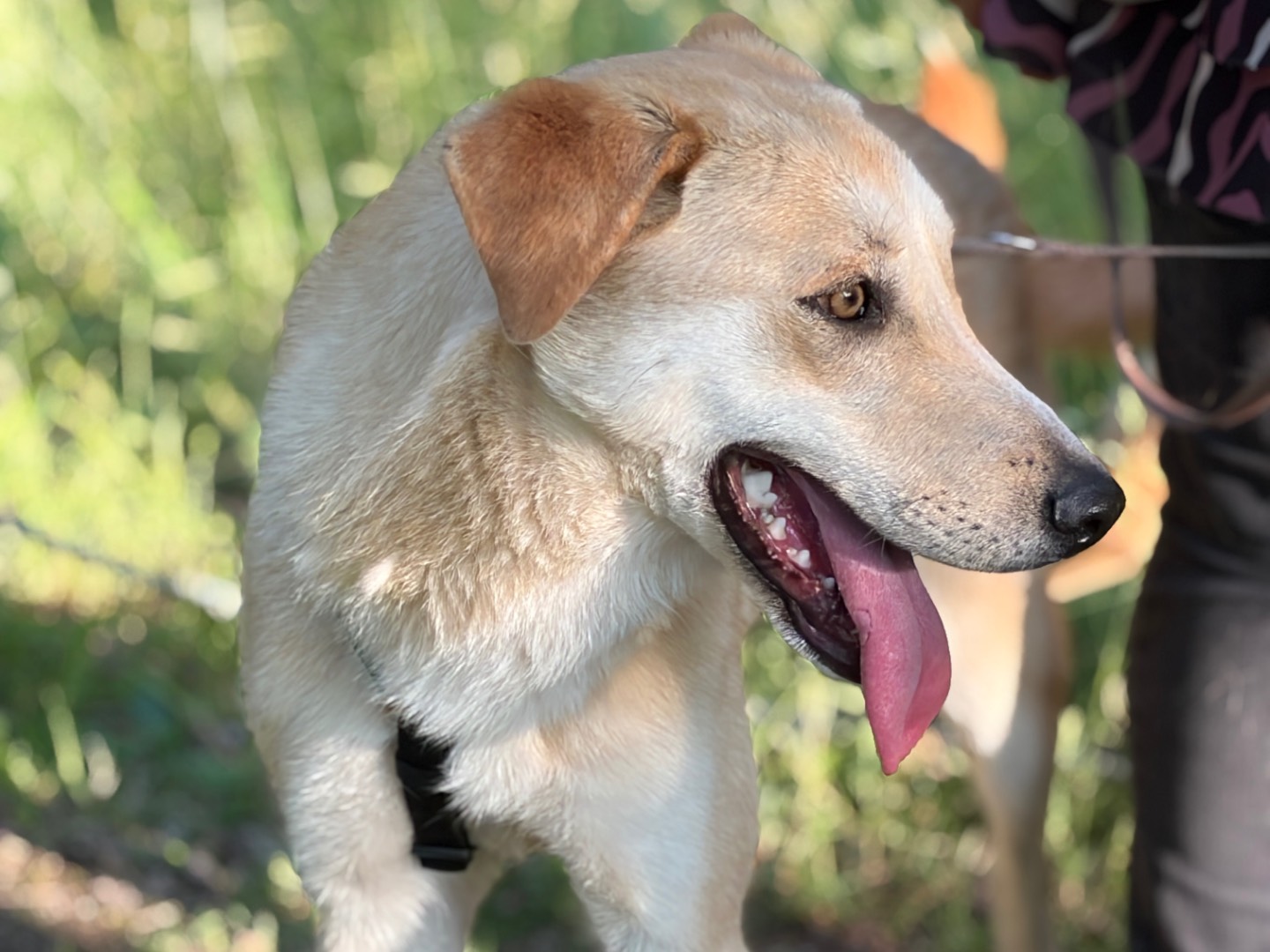 Adotta un cane, maschio, 1 anno e 7 mesi, Milano