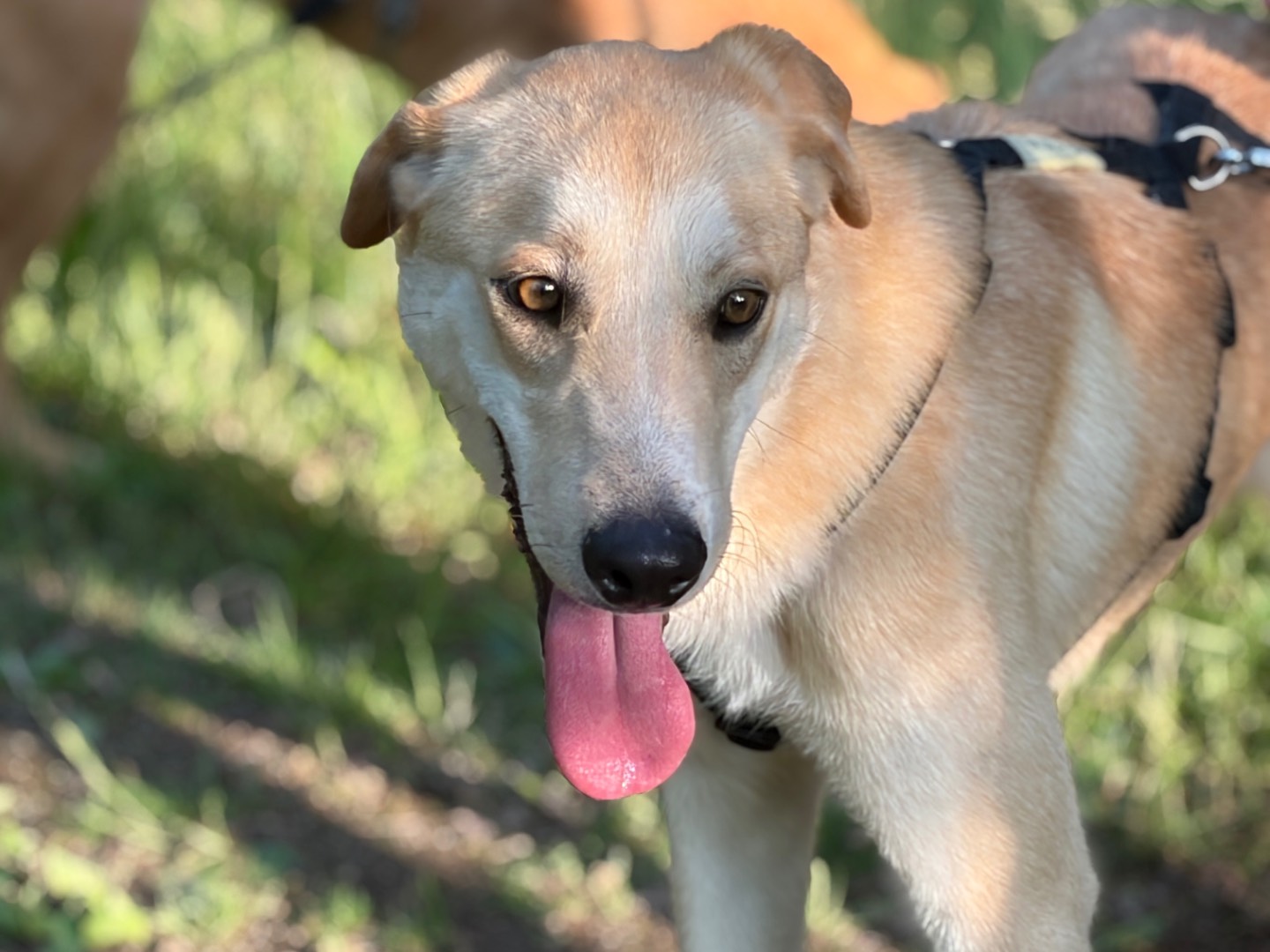 Vuoi adottare un cane a Milano?