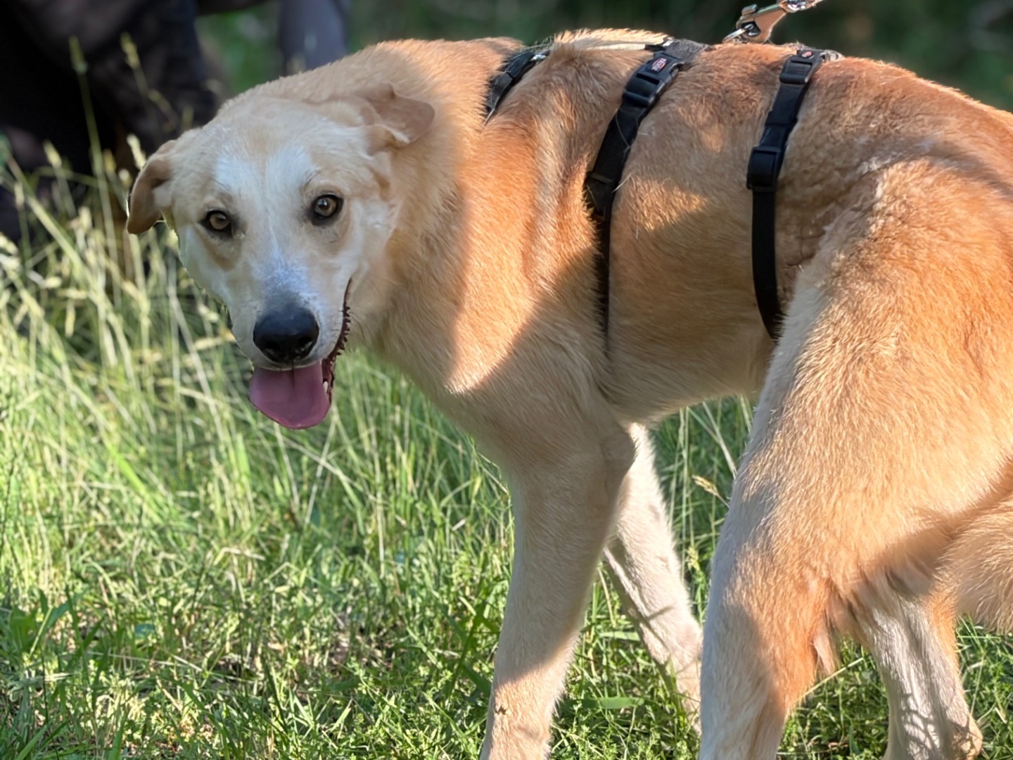 Adotta il cane Cicco a Milano