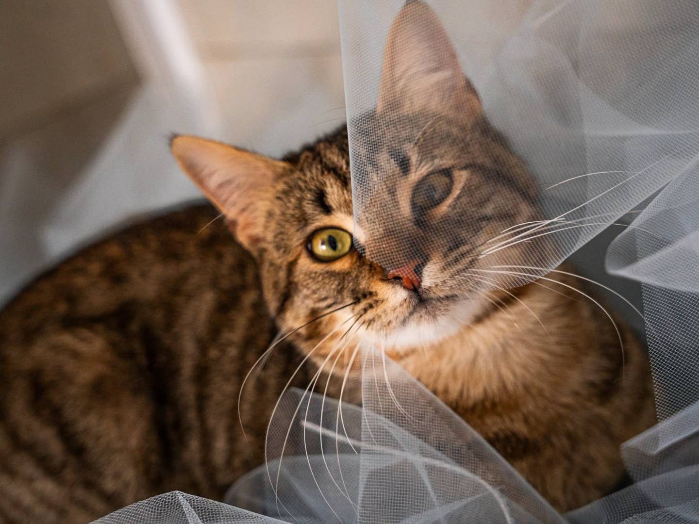 Adozione gatto, maschio, Razza sconosciuta Razza sconosciuta, 10 mesi, taglia non valida, Bari