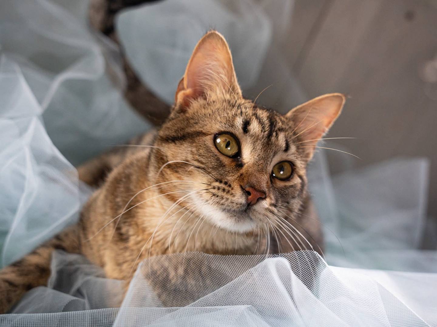 Adotta un gatto, maschio, 10 mesi, Bari