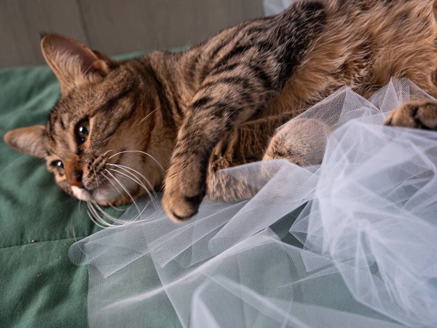 Adotta il gatto Ocean a Bari