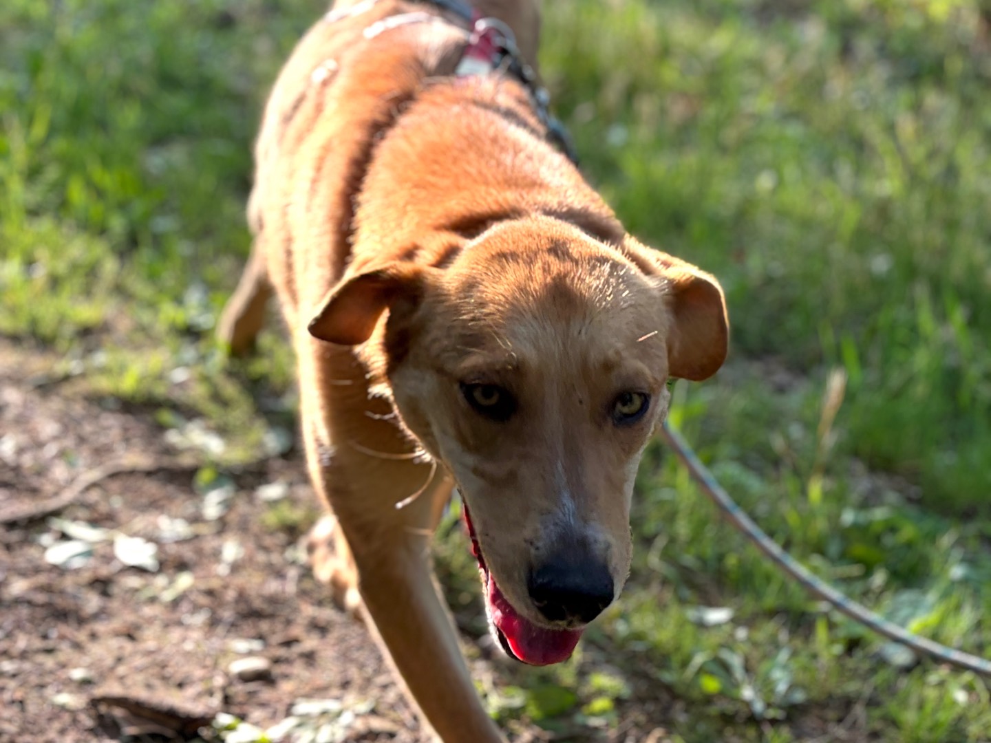 Adozione cane, femmina, Razza sconosciuta Razza sconosciuta, 1 anno e 7 mesi, taglia media, Milano