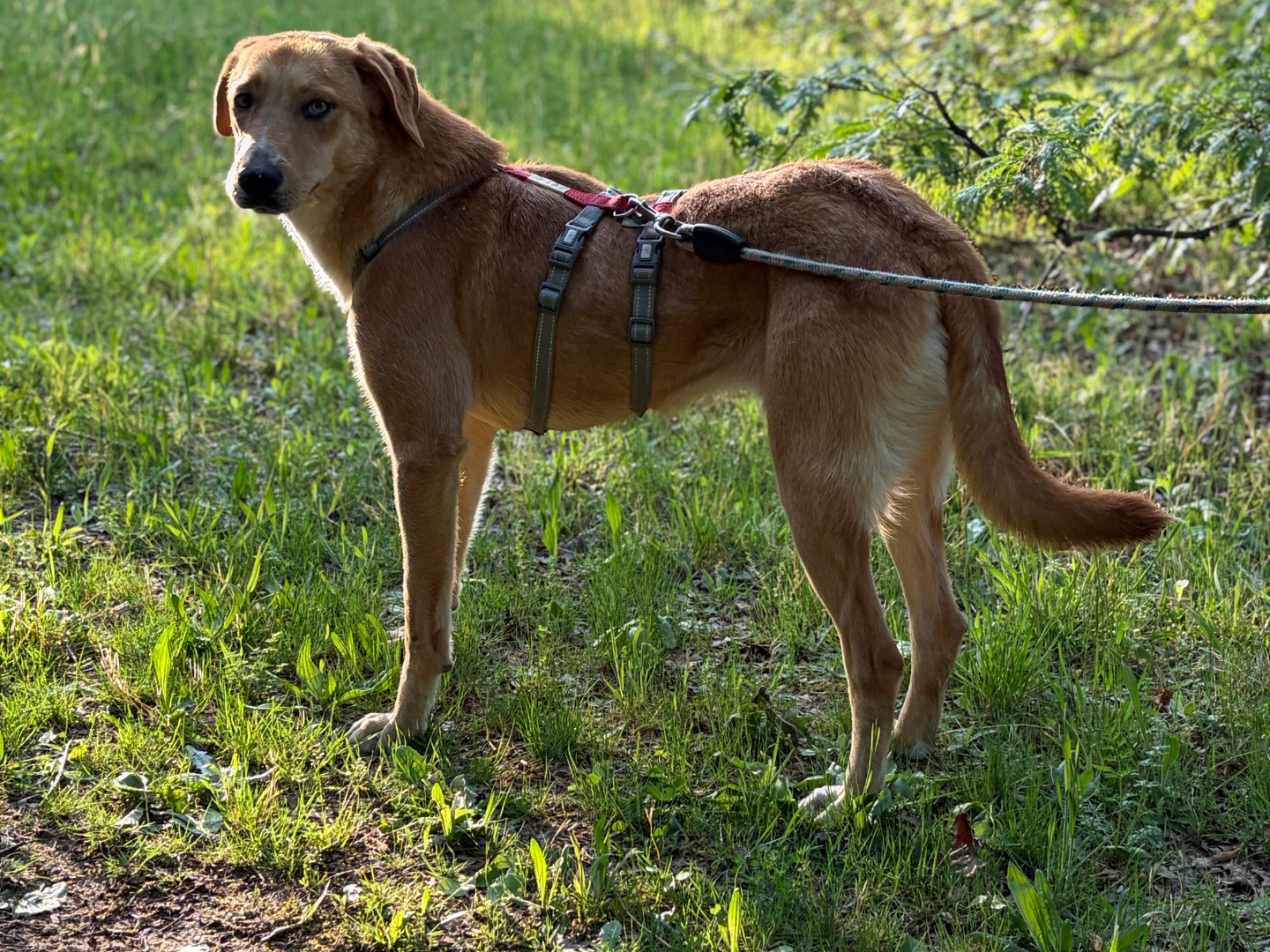 Adotta un cane, femmina, 1 anno e 7 mesi, Milano