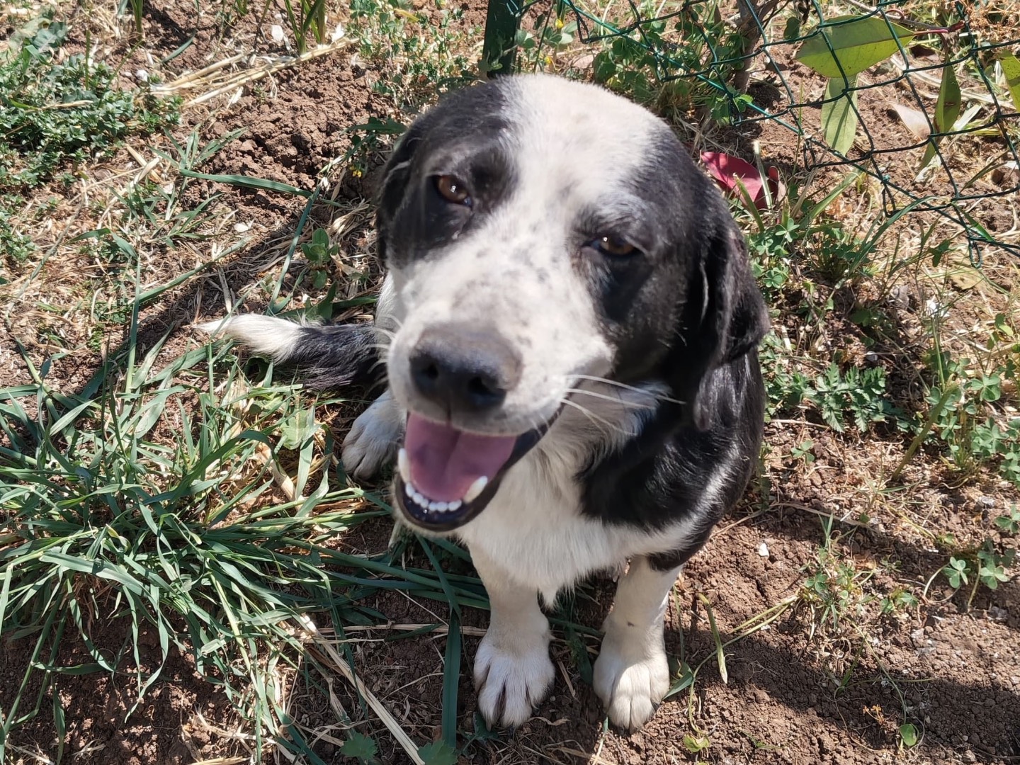 Adozione cane, femmina, Razza sconosciuta Razza sconosciuta, 1 anno, taglia media, Latina