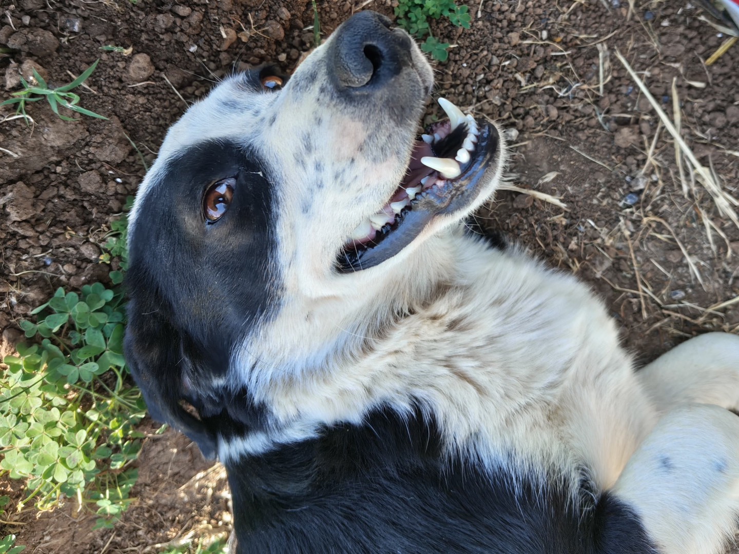 Adotta un cane, femmina, 1 anno, Latina