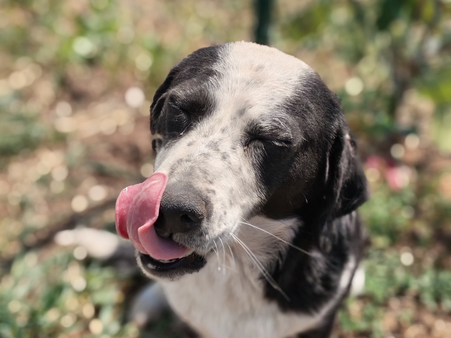 Adotta un cane, taglia media, femmina, Latina