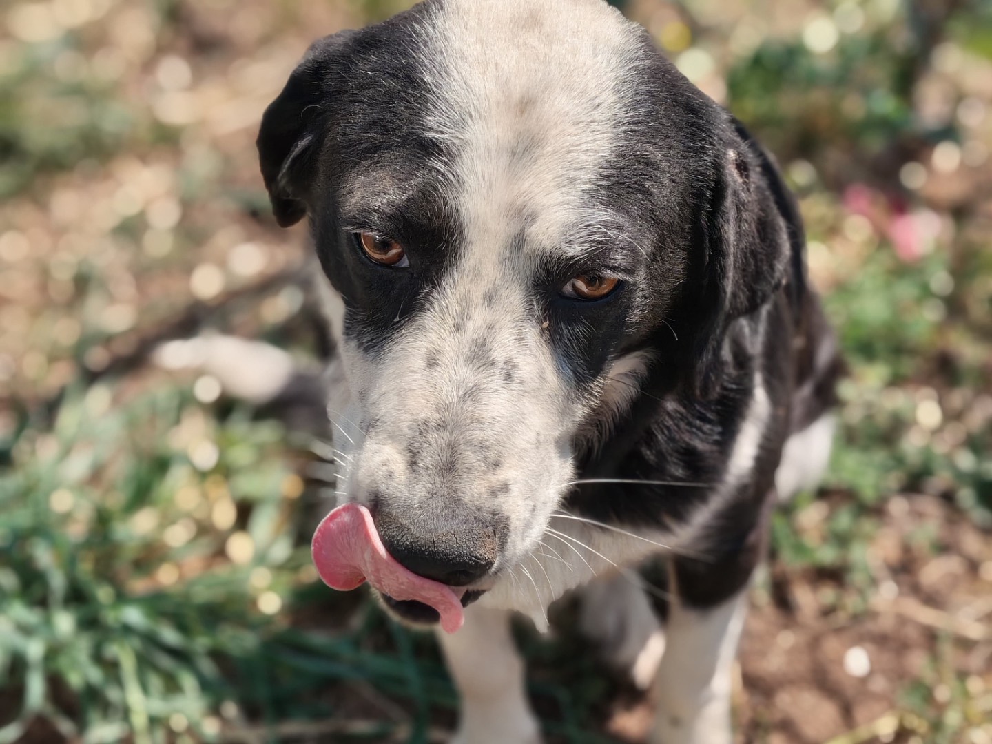 Vuoi adottare un cane a Latina?