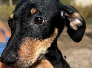 Adozione cane, maschio, Razza sconosciuta Razza sconosciuta, 3 anni e 7 mesi, taglia piccola, Cosenza