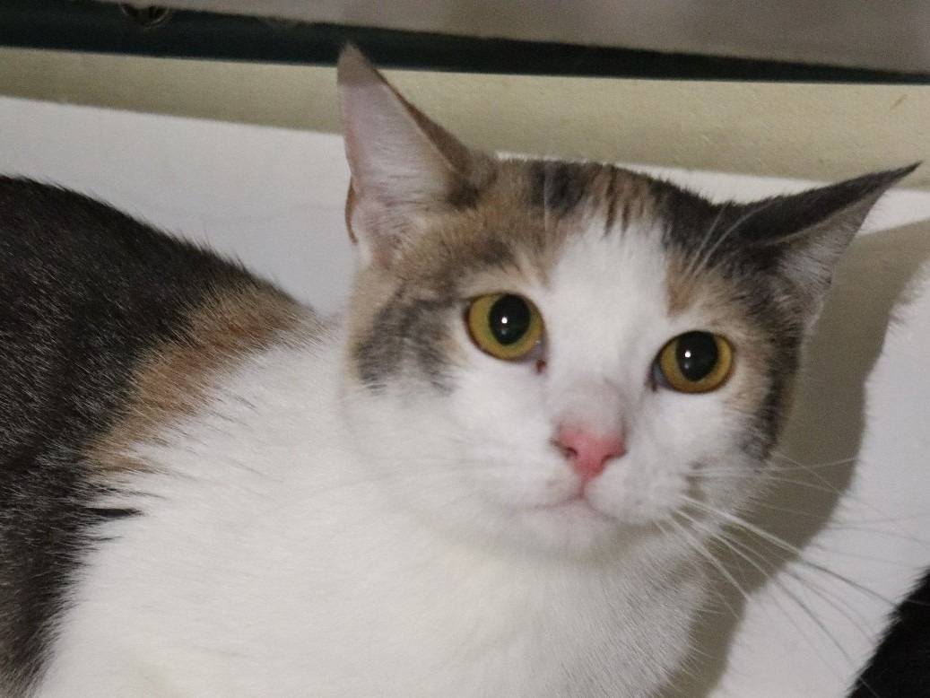 Adozione gatto, femmina, Razza sconosciuta Razza sconosciuta, 1 anno e 10 mesi, taglia non valida, Barletta