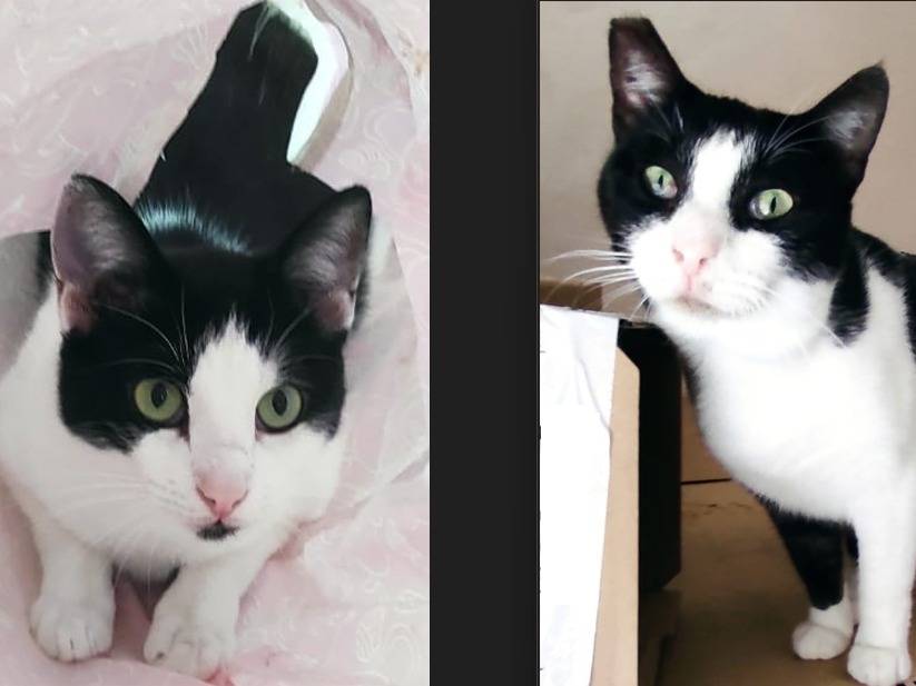 Adozione gatto, maschio, Razza sconosciuta Razza sconosciuta, 1 anno e 10 mesi, taglia non valida, Barletta