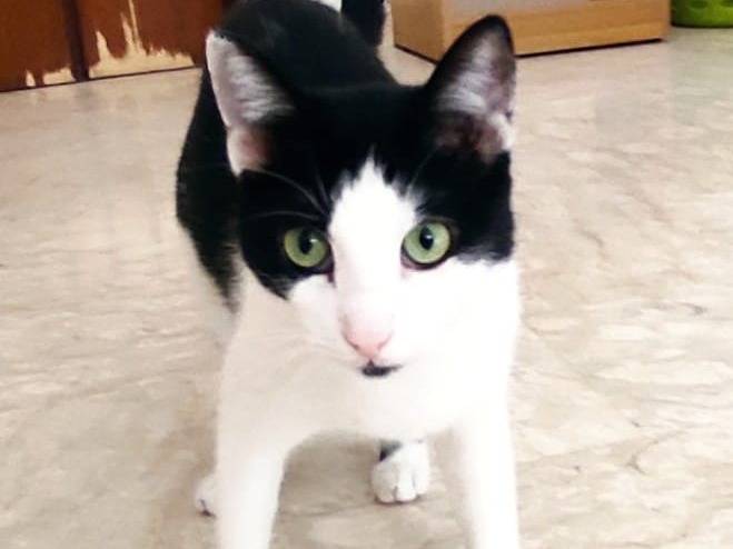 Adotta un gatto, taglia non valida, maschio, Barletta