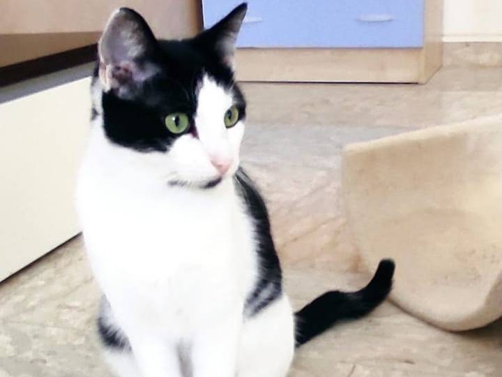 Adotta il gatto ZorroFrancesco a Barletta
