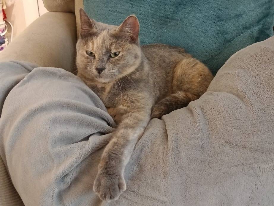 Adozione gatto, femmina, Razza sconosciuta Razza sconosciuta, 1 anno e 6 mesi, taglia non valida, Palermo