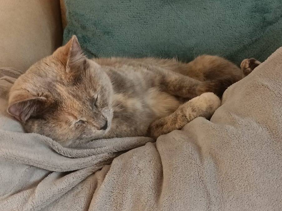 Adotta un gatto, femmina, 1 anno e 6 mesi, Palermo