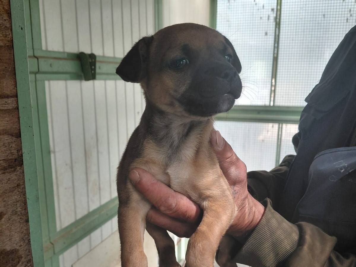 Adozione cane, femmina, Razza sconosciuta Razza sconosciuta, 2 mesi, taglia piccola, Caserta