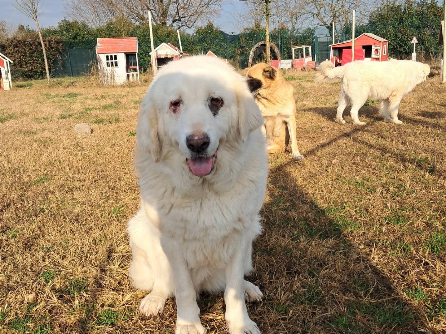 Adotta un cane, taglia grande, femmina, Mantova