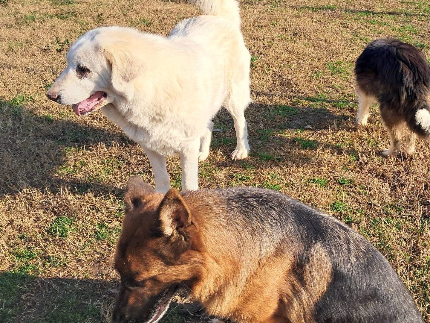 Vuoi adottare un cane a Mantova?