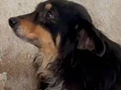 Adozione cane, maschio, Razza sconosciuta Razza sconosciuta, 7 anni e 1 mese, taglia piccola, Cosenza