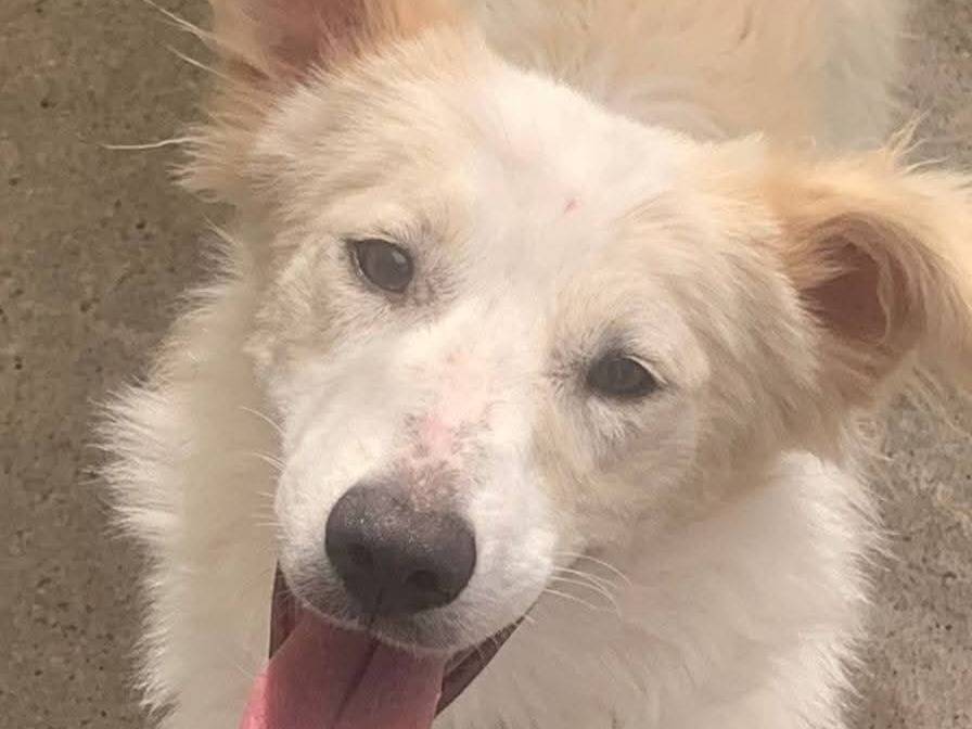 Adozione cane, femmina, Razza sconosciuta Razza sconosciuta, 1 anno e 6 mesi, taglia media, Cosenza