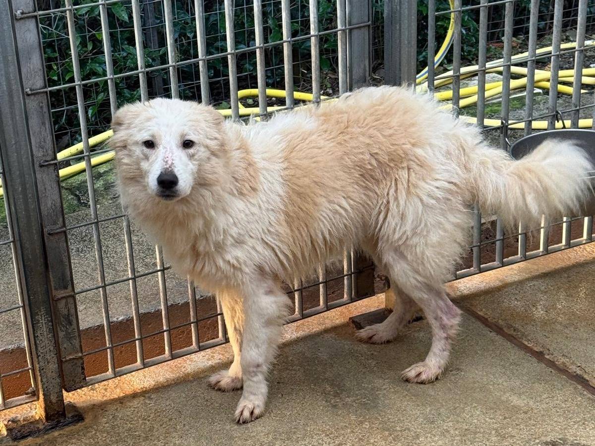 Adotta un cane, femmina, 1 anno e 6 mesi, Cosenza