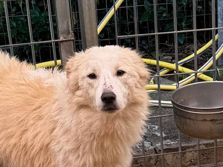 Adotta un cane, taglia media, femmina, Cosenza