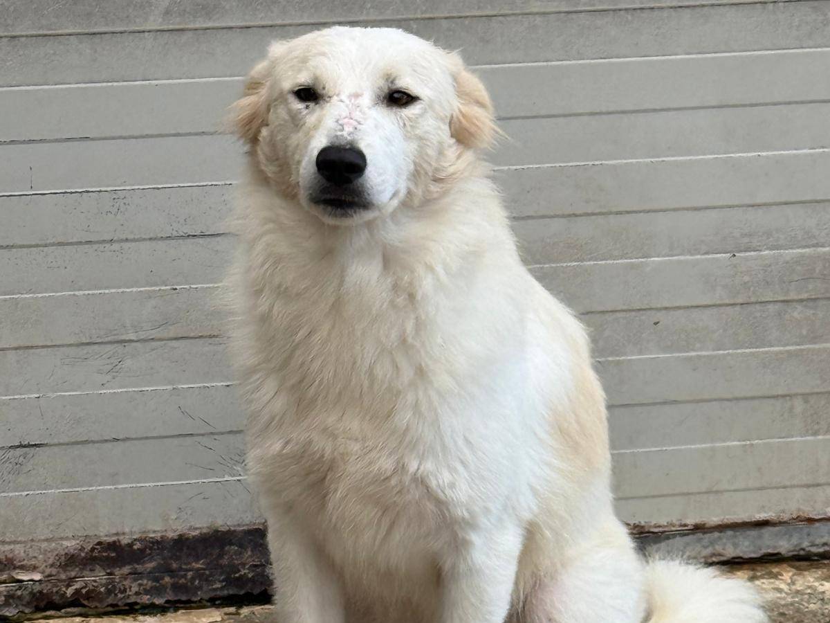 Vuoi adottare un cane a Cosenza?