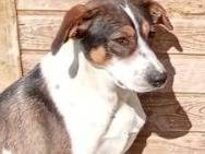 Adozione cane, maschio, Razza sconosciuta Razza sconosciuta, 3 anni e 11 mesi, taglia piccola, Cosenza