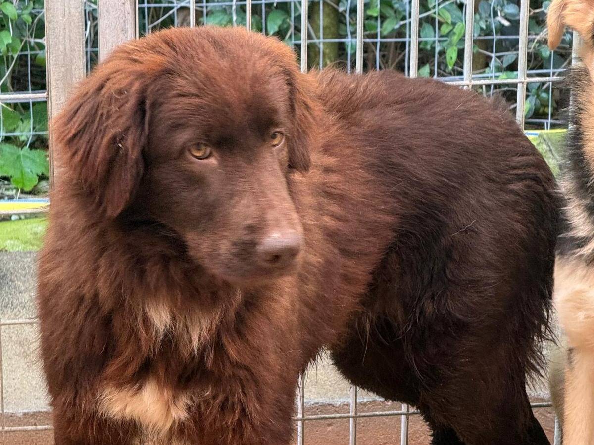 Vuoi adottare un cane a Cosenza?