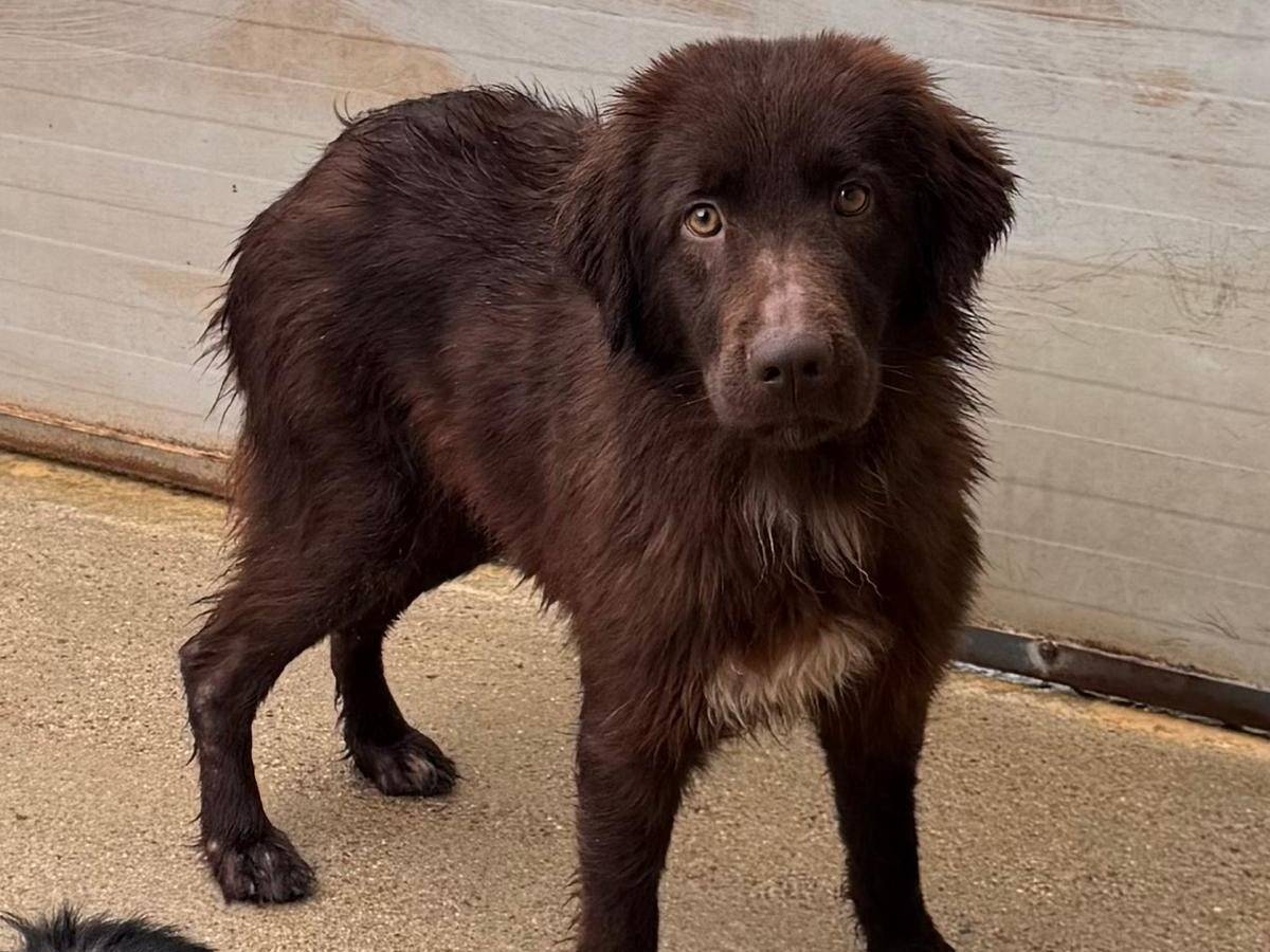 Adotta il cane Molly a Cosenza