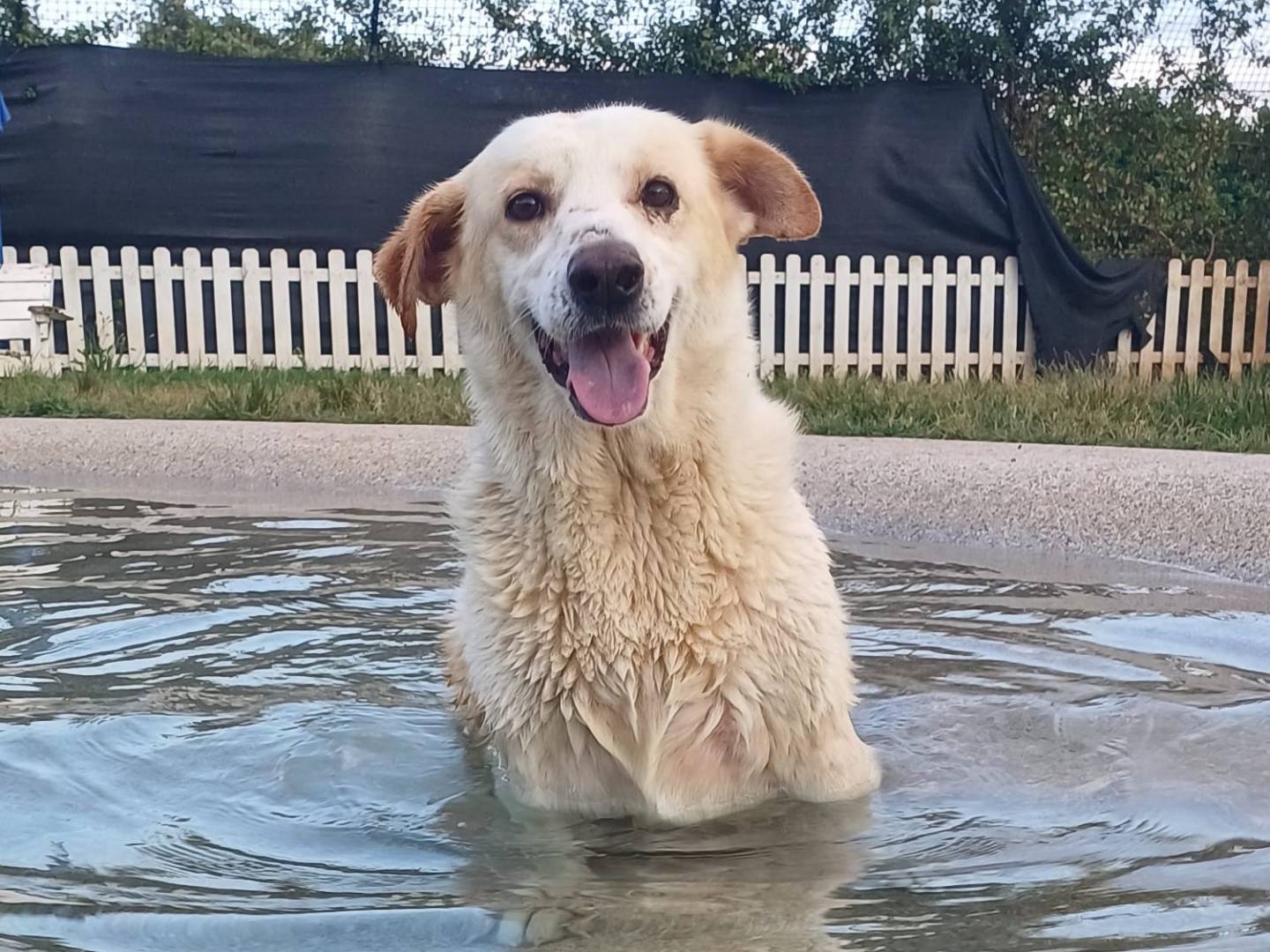 Adozione cane, femmina, Razza sconosciuta Razza sconosciuta, 7 anni e 2 mesi, taglia media, Mantova